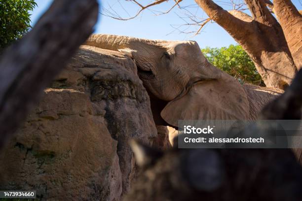 Elefante Stock Photo - Download Image Now - African Elephant, Animal, Animal Wildlife