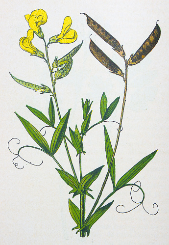 Antique botany illustration: Wild everlasting Pea, Lathyrus pratensis