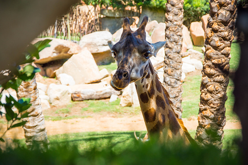 Giraffa che mangia erba e foglie