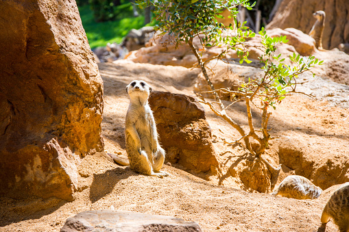 Suricata in ambiente naturale