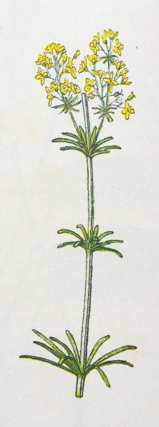 illustrazioni stock, clip art, cartoni animati e icone di tendenza di illustrazione di botanica antica: hedge bedstraw, galium mollugo - asperula odorata