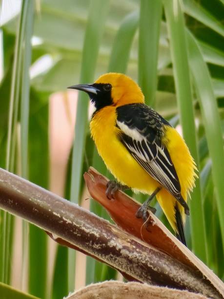 istock The Hooded Oriole 1473934756