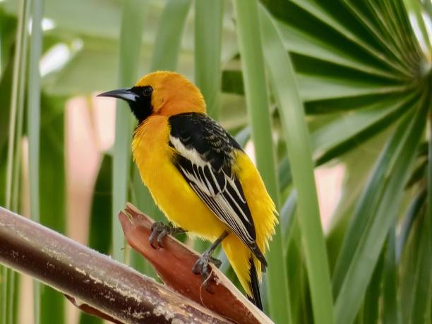 istock The Hooded Oriole 1473934776