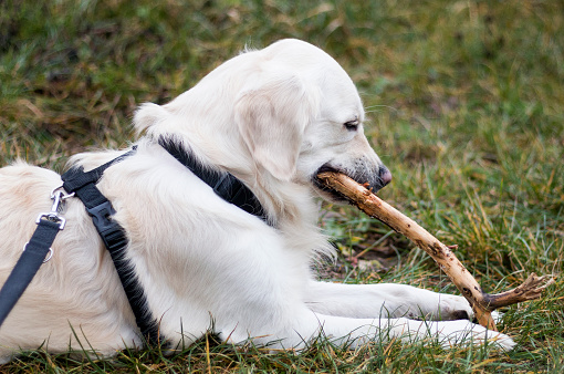 Dog is lying on the grass and holding a piece of wood in its mouth