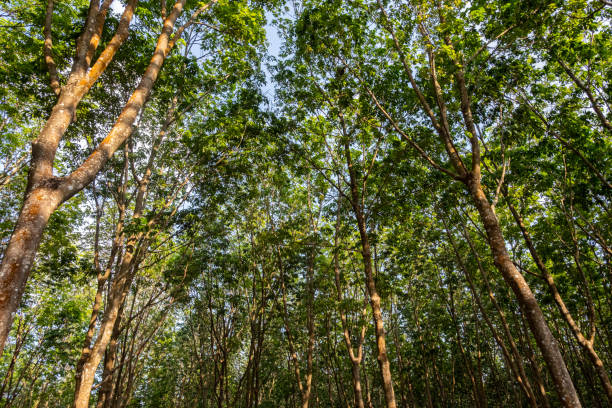 istock Rubber tree plantation against blue sky. 1473935034