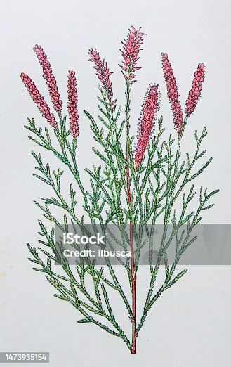 istock Antique botany illustration: Tamarisk, Tamarix Gallica 1473935154