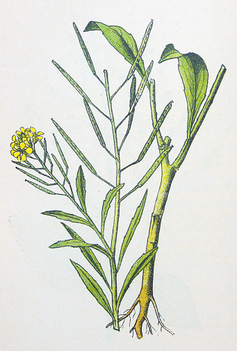 Antique botany illustration: Treacle Mustard, Erysimum cheiranthoides