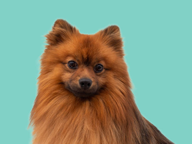 istock Red Spitz dog breed isolated on blue background. 1473936542