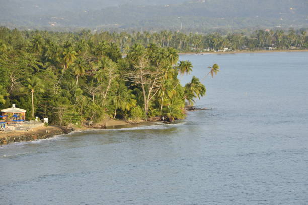 istock Idyllic Tropical Trees Along The Ocean 1473936610