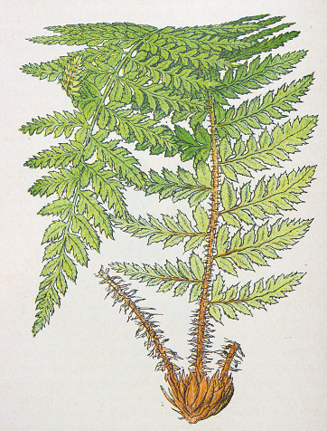 Antique botany illustration: Prickly Shield Fern, Aspidium aculeatum