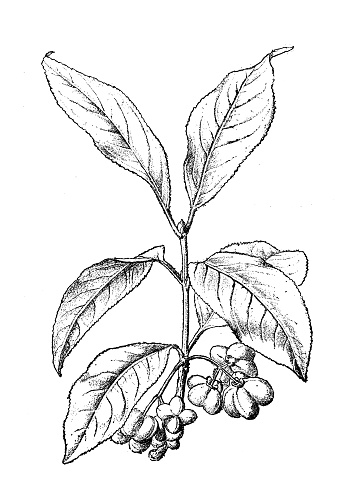 Antique botany illustration: Spindle tree, Euonymus europaeus