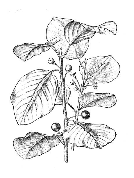 Antique botany illustration: Alder Buckthorn, Rhamnus frangula Antique botany illustration: Alder Buckthorn, Rhamnus frangula frangula alnus stock illustrations