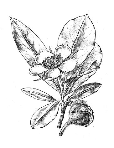 Antique botany illustration: Medlar, Pyrus Germanica