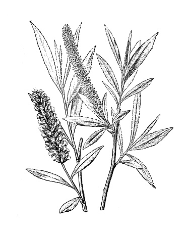 Antique botany illustration: White Willow, Salix Alba