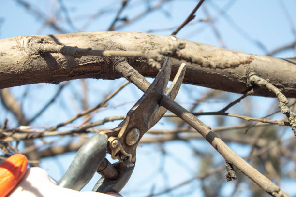 istock Cut off the branch with secateurs. 1473938319