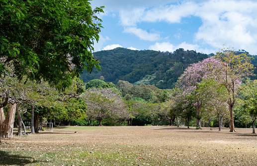 Beautiful Queen's Park Savannah with pink Poui trees in bloom and hills in the background located in Trinidad and Tobago.