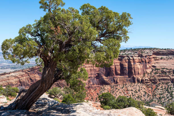Utah Juniper Tree on the rim of the Colorado National Monument stock photo
