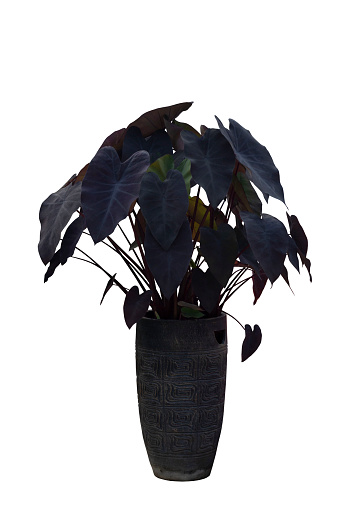 Colocasia black magic is growing in pot isolated on white background included clipping path.