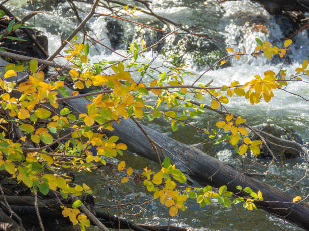 Autumn leaves in front of a flowing stream stock photo