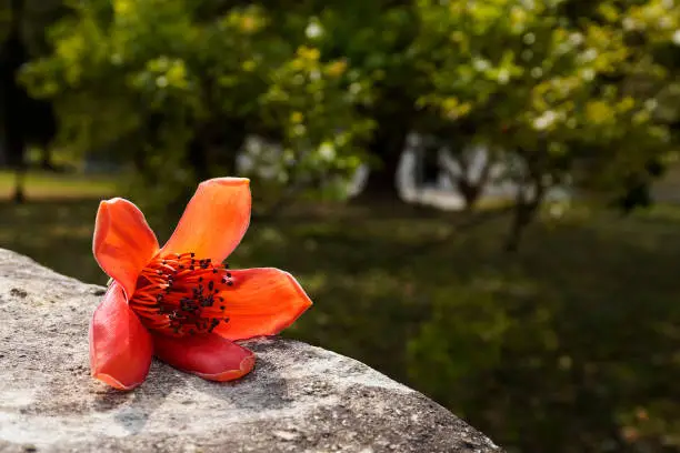 Closeup image of Cotton Tree flower (Bombax ceiba, silk-cotton or kapok)