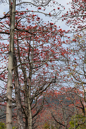 Cotton Trees (Bombax ceiba, silk-cotton or kapok) with red flowers