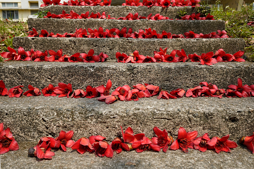 Red flowers of Cotton Tree (Bombax ceiba, silk-cotton or kapok) on stone terrace