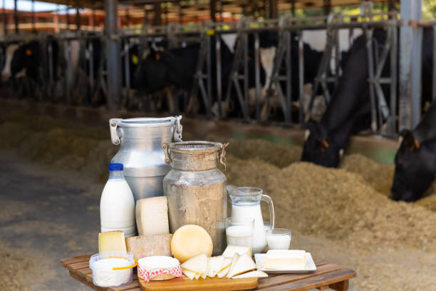 istock Fresh natural farm dairy products on table in cowshed 1473942768