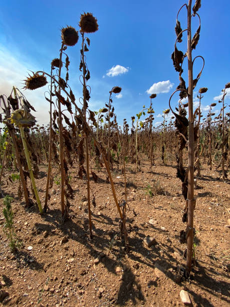 istock Dry sunflower crops 1473943160