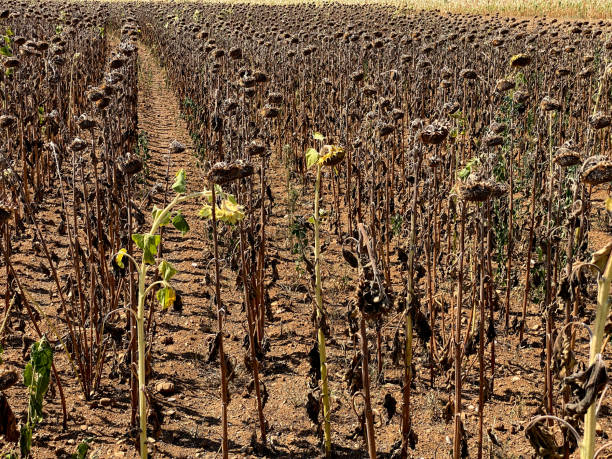 istock Dry sunflower crops 1473943170