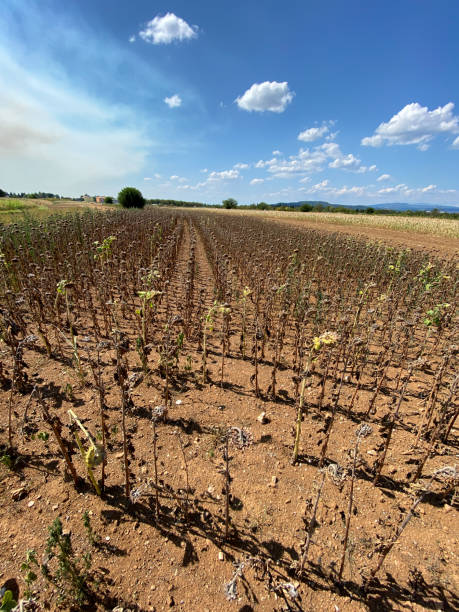 istock Dry sunflower crops 1473943173