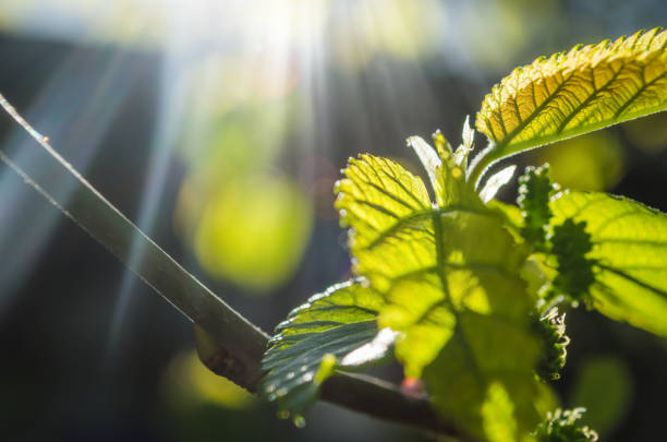 istock Small spring leaves under sun rays in sunny day 1473947069