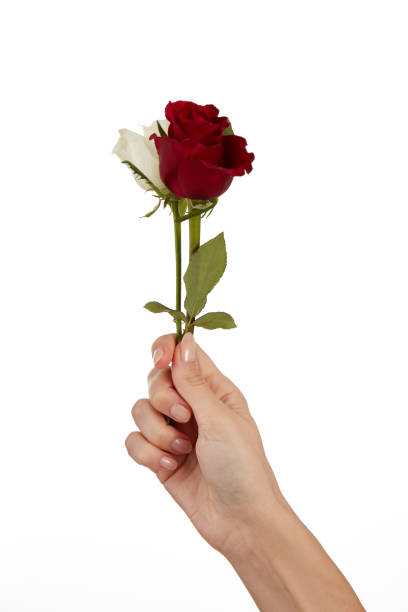 istock Female Hand Holds Roses On White 1473948074