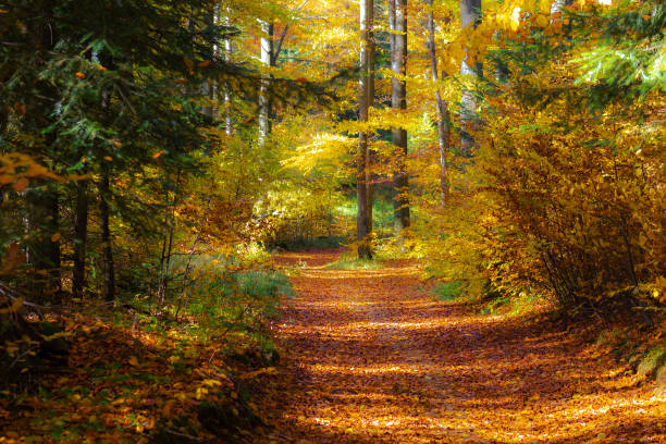 Beautiful Autumn road in forest