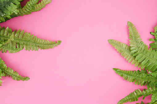 Plant Leaves Over Pink Background
