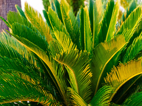 palm leaves cycas cycad close-up