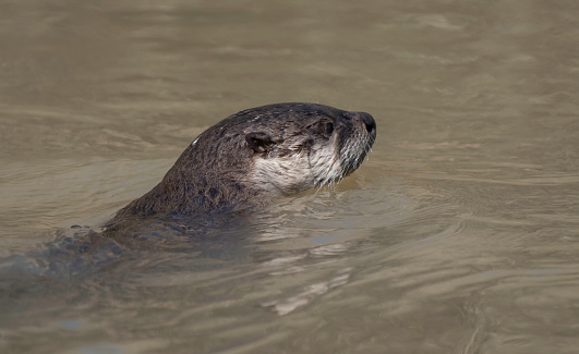 A river otter hunts for food in the Sacramento River