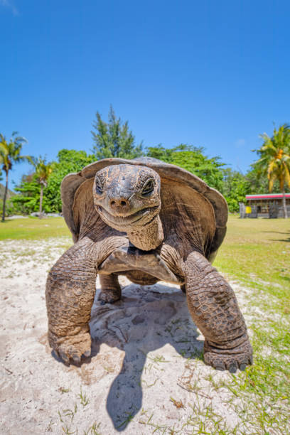 Wildlife Aldabra giant tortoise ( Aldabrachelys gigantea ) on the turtle island Curieuse , Seychelles island - fotografia de stock