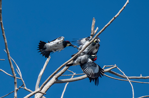 Three Acorn Woodpeckers fight in the tree branches above