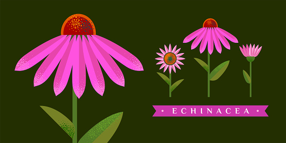 Echinacea vector drawing. Isolated flower and leaves. Detailed botanical sketch for tea, organic cosmetics, medicine, aromatherapy