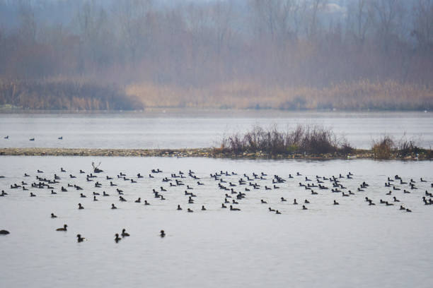 istock Flock of coots on the river 1473954403