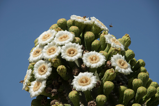 A mass of flowers on a saguaro cactus