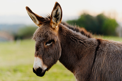 portrait of young donkey, gray and brown, in the field. farm animals.