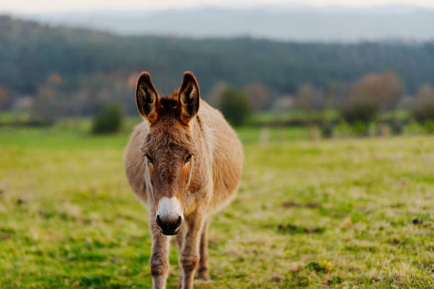 Close up of a donkey on a grassy mountain