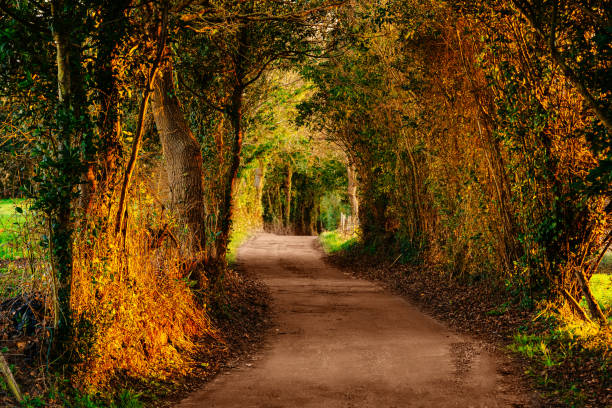 istock dirt road in the woods 1473955003