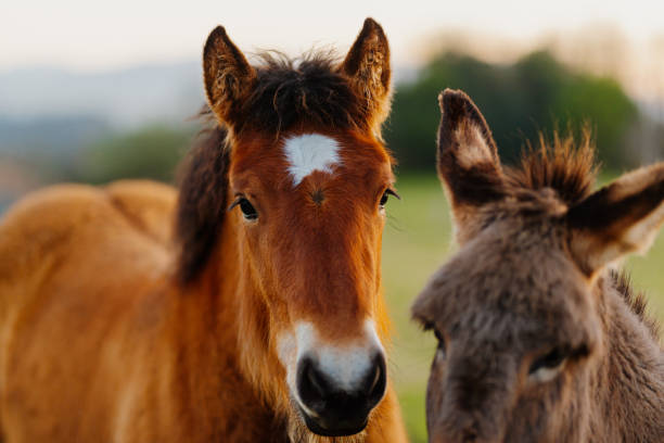 istock domestic and farm animals 1473955020