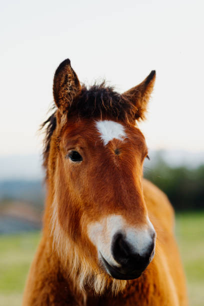 istock domestic and farm animals 1473955022