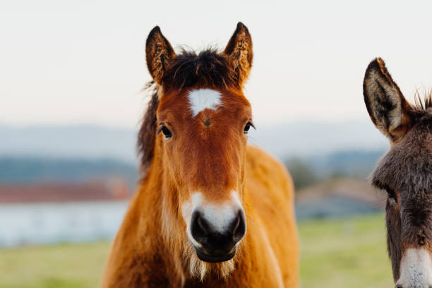 istock domestic and farm animals 1473955023