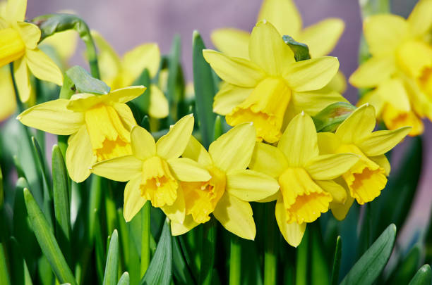 istock yellow daffodil flowers closeup 1473956652
