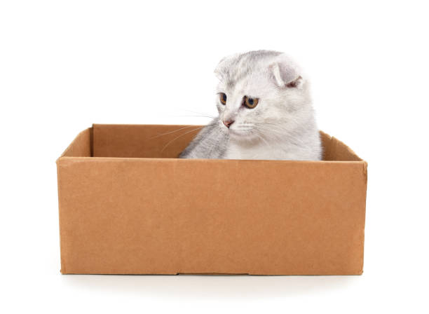 istock Little cat in the box. 1473957196