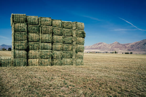 istock Storage of hay in countryside 1473957693